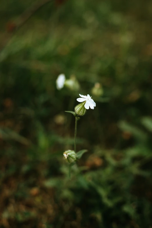 the small white flower has several petals