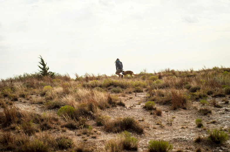 man walking his dog across the grass to the forest