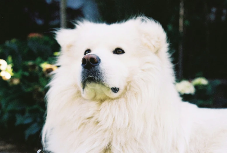 a white dog with black spots on his face and nose