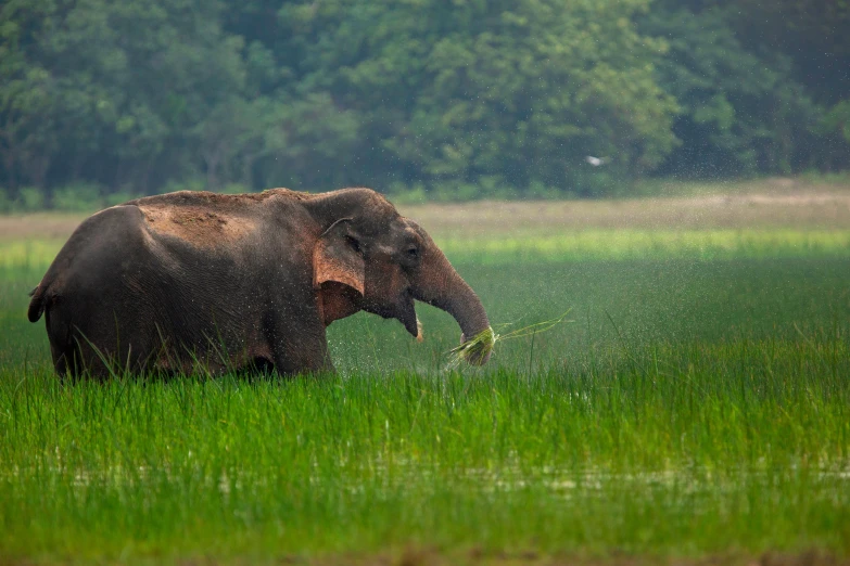 an elephant in a field near some grass