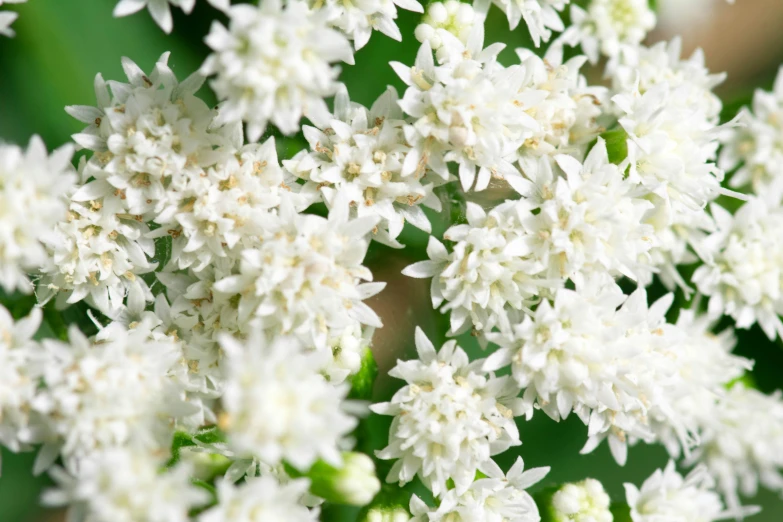 close up po of flowers that appear to be white