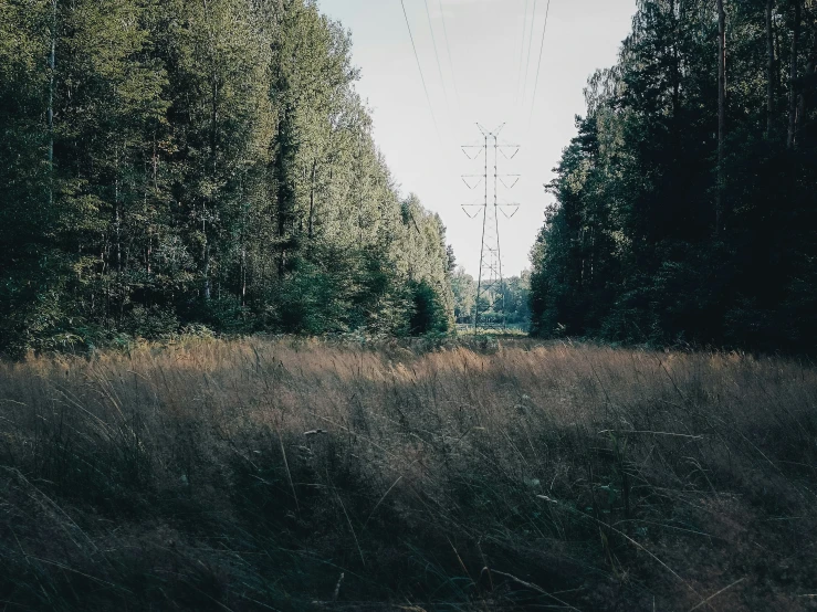 a row of trees in a grassy field