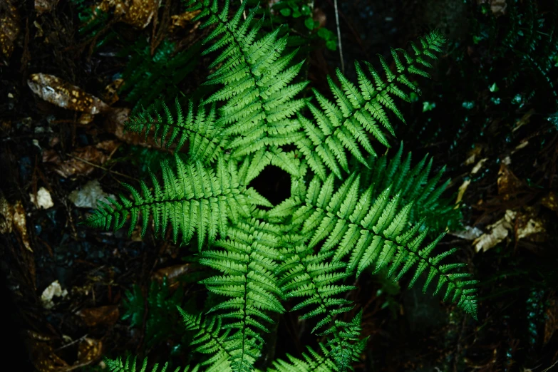 a fern leaf has a hole in the center of it