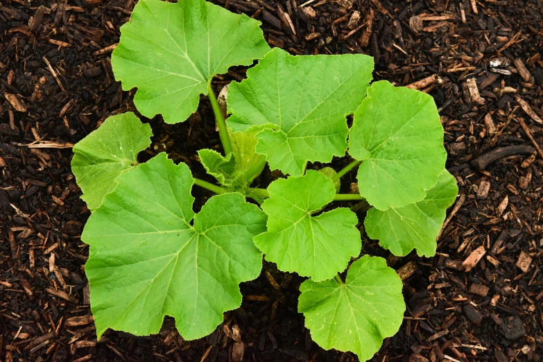 a plant growing in soil with two leaves