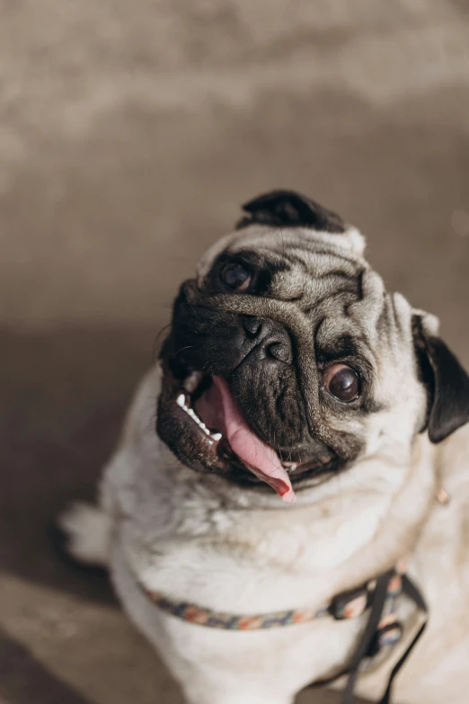 a pug dog is on its hind legs