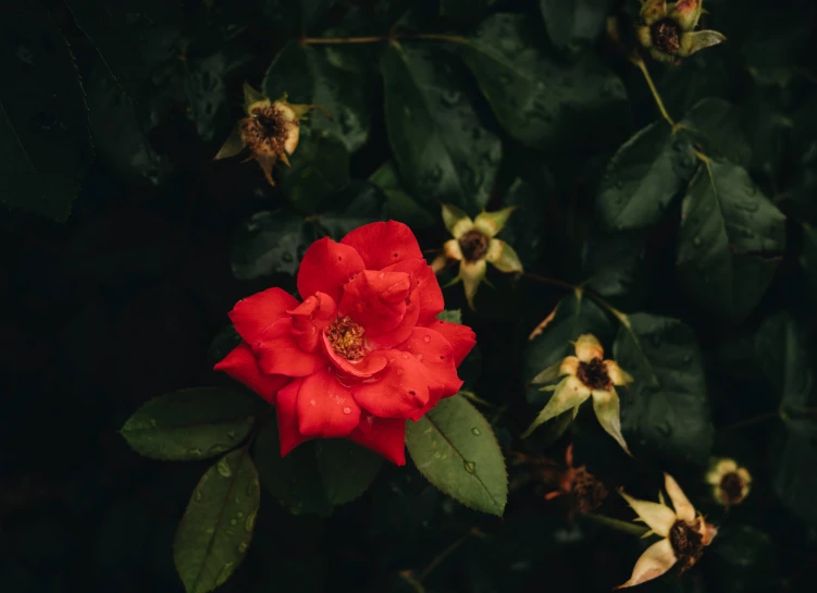 a large red flower growing in a garden