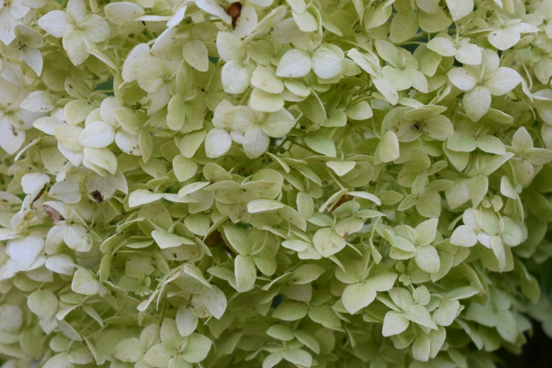 green and white flowers with lots of small leaves