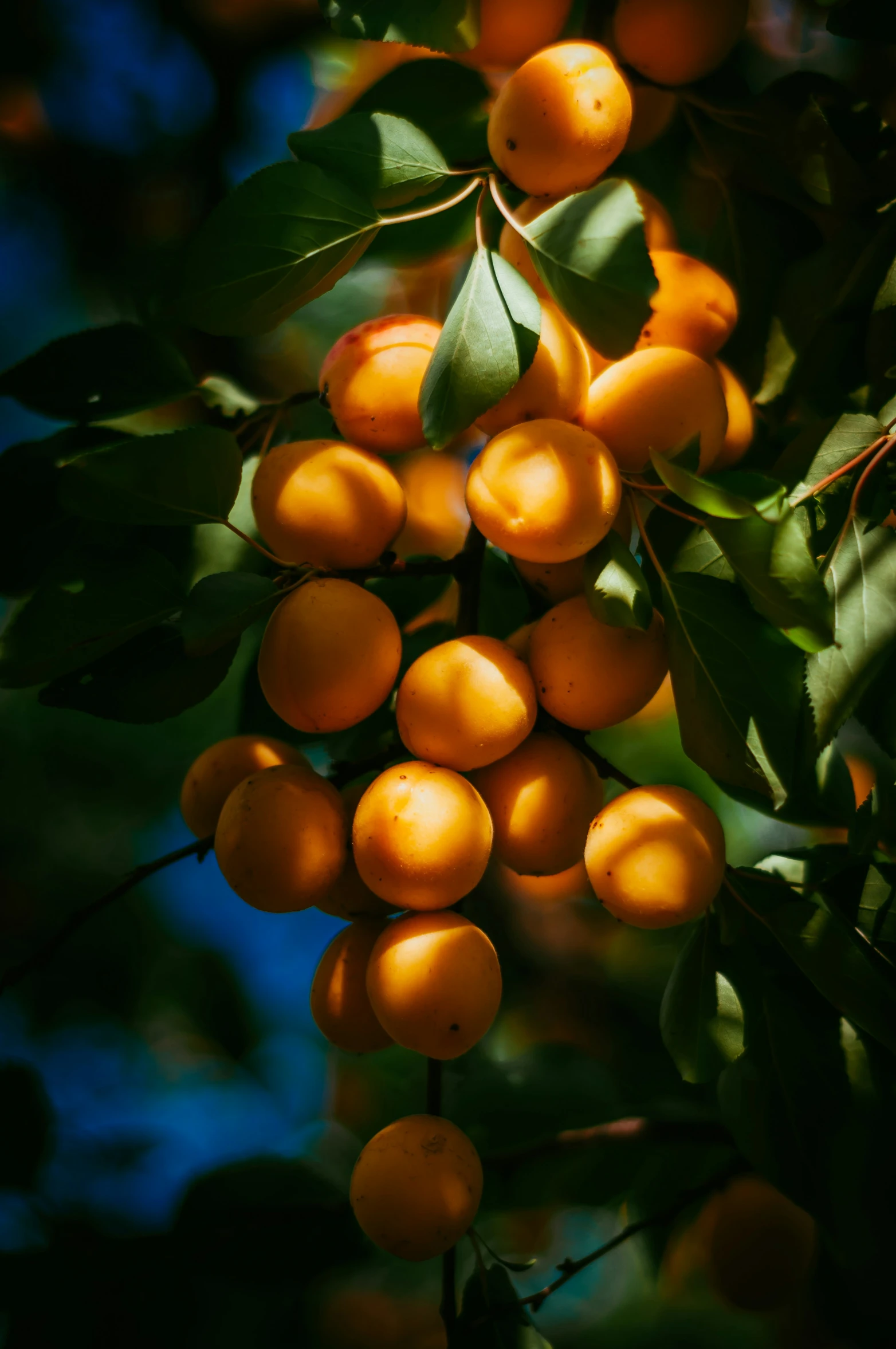 a tree with a bunch of ripe apricots on it