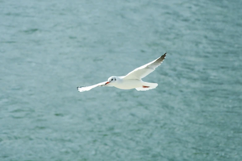 a bird flying over the water near shore