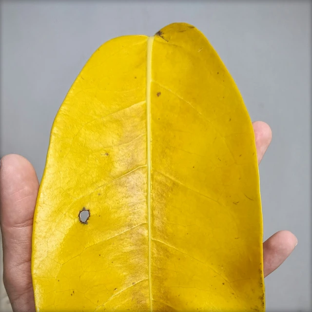 a person holding a yellow leaf in their hand