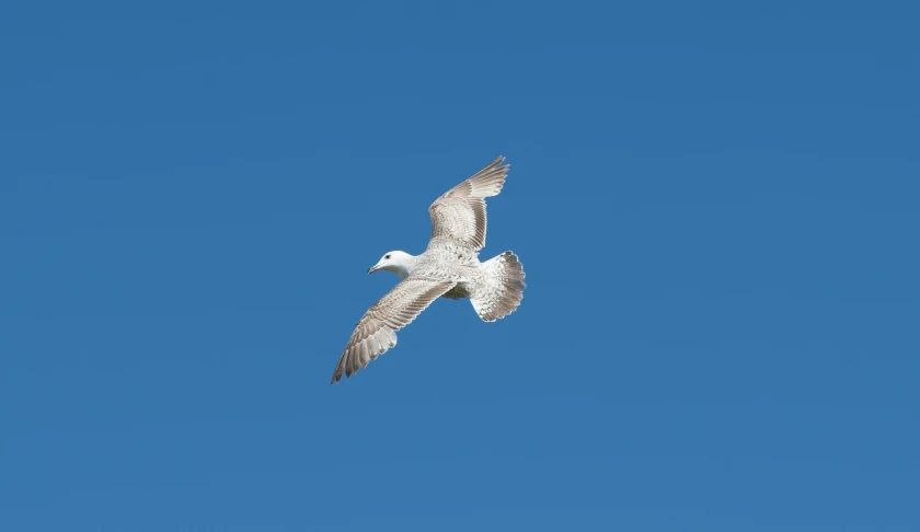 a white bird is soaring through a clear blue sky
