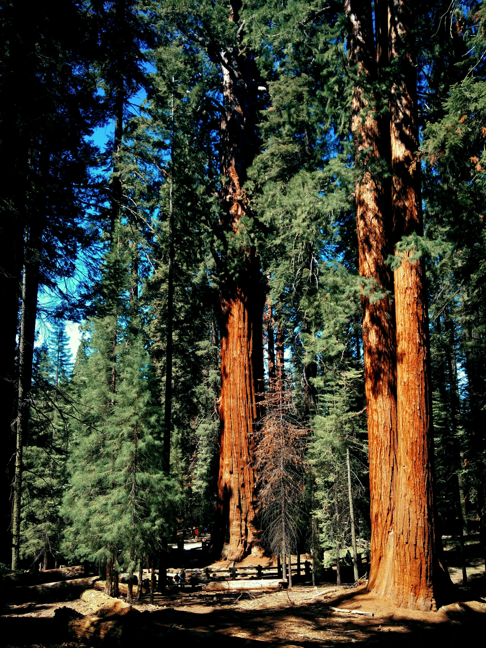 a group of trees that are in the grass