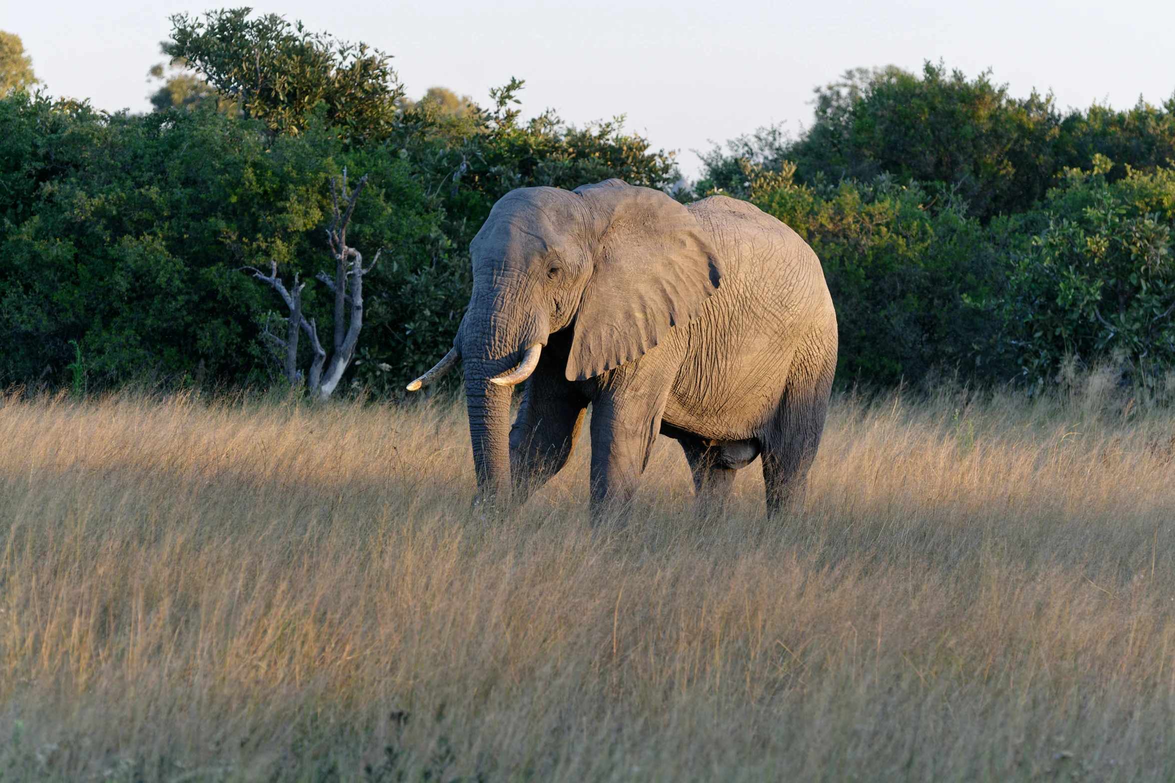 an elephant with tusks walking through a grass covered field