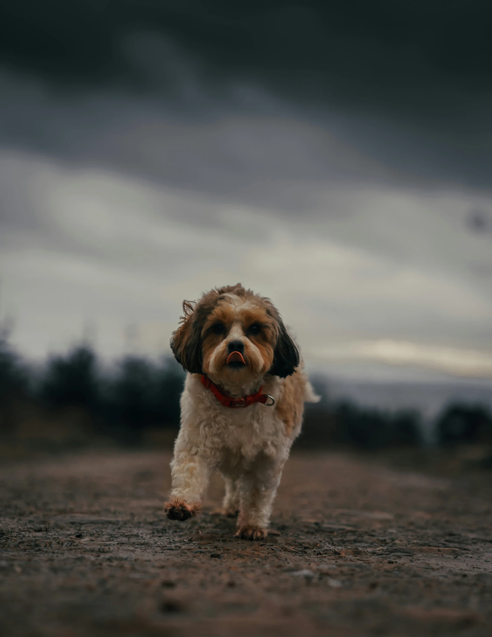 a brown dog is walking down a dirt path