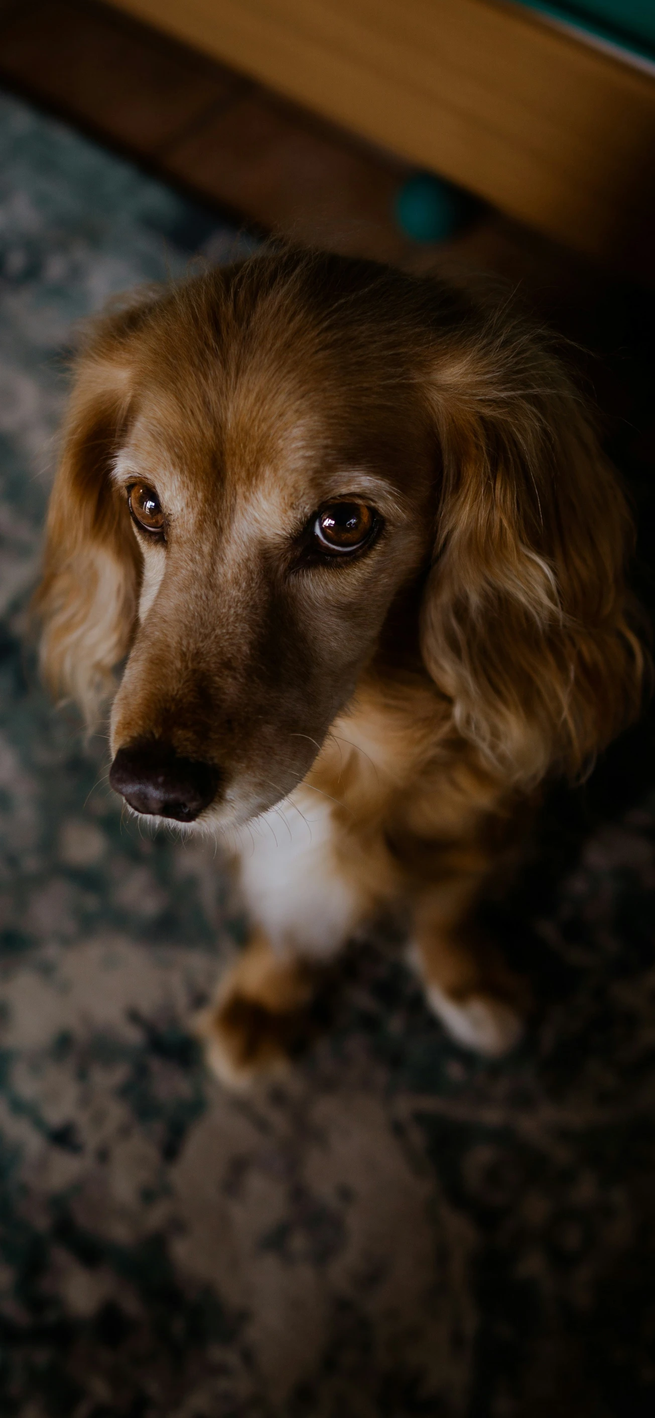 a close up s of a dog looking up