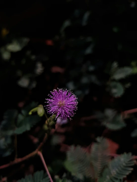 a single purple flower surrounded by greenery