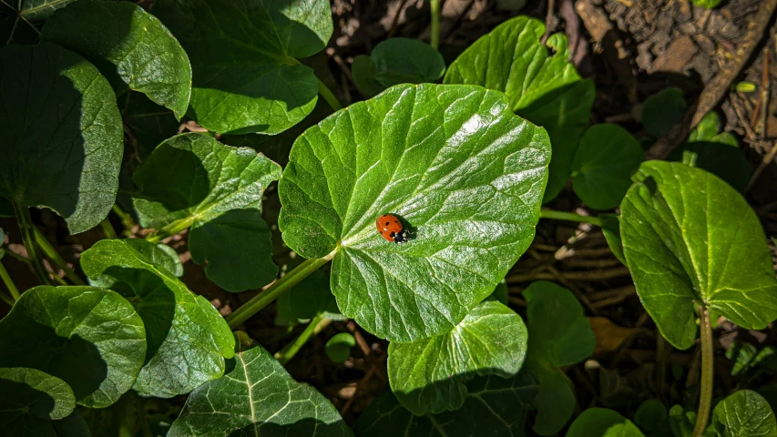 a lady bug resting on green leaves in a garden