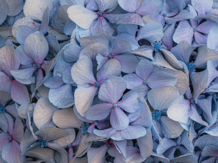 large bunch of small purple flowers with leaves