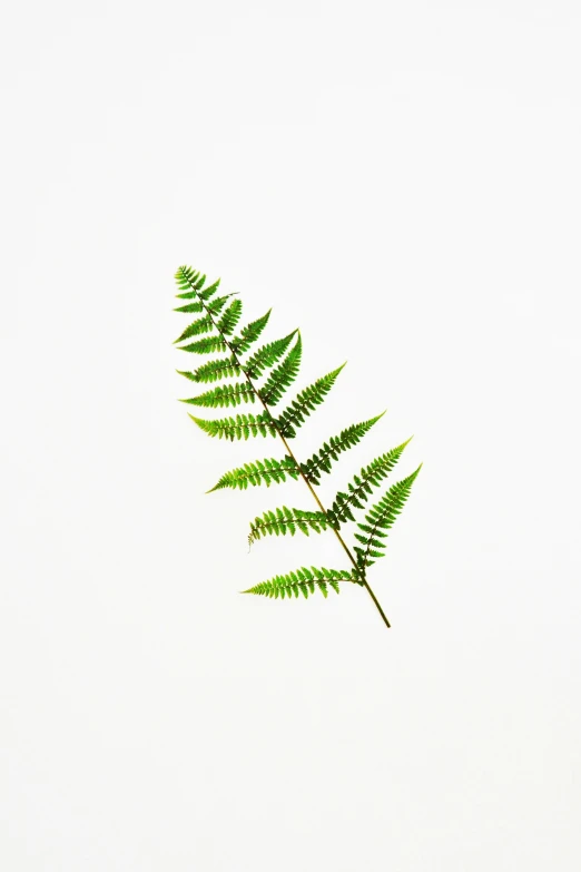 a close up of the green fern leaves