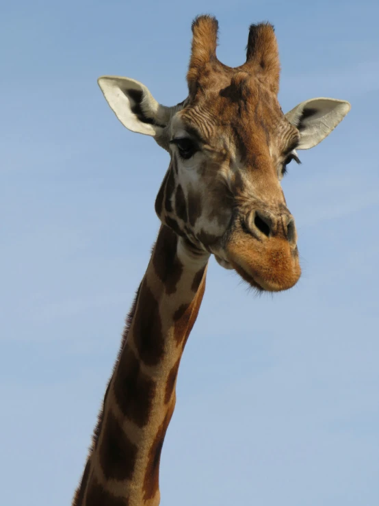 a giraffe is standing with a sky background