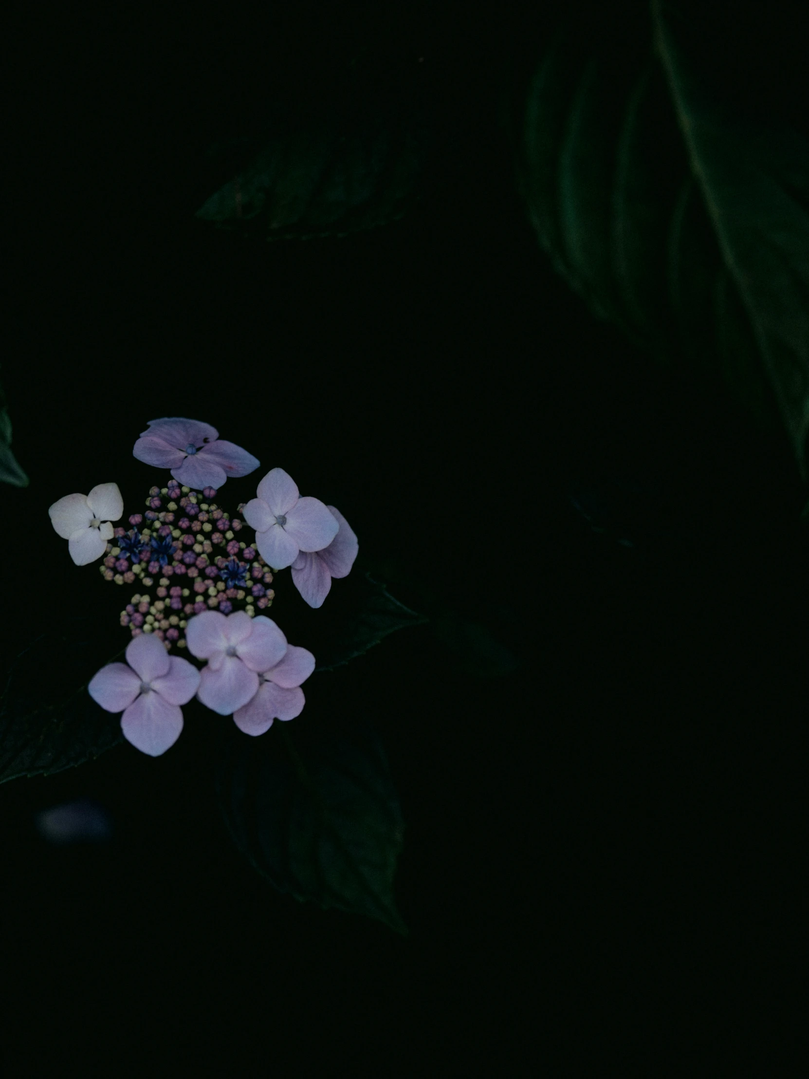 several small purple flowers with green leaves in the dark