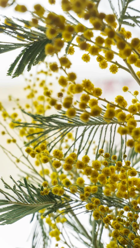 an evergreen nch covered with pollen on a snow - covered day