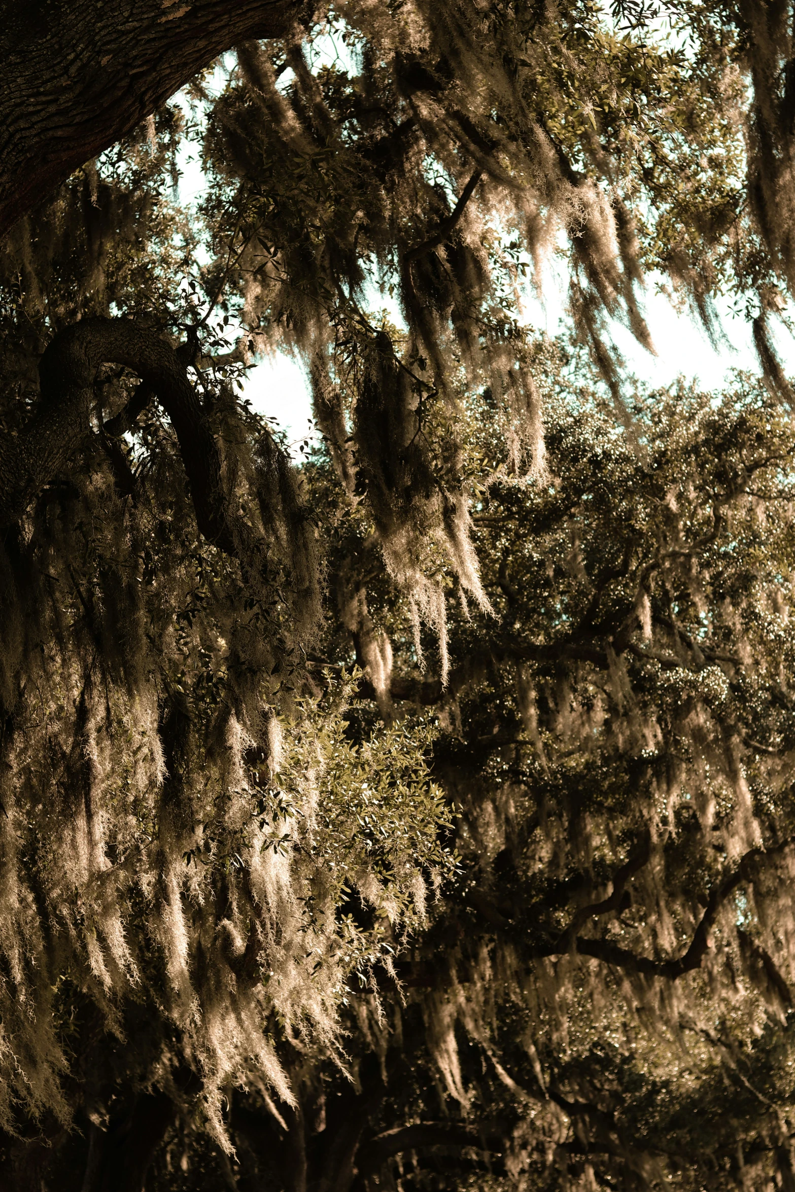 a large tree that has moss growing on it