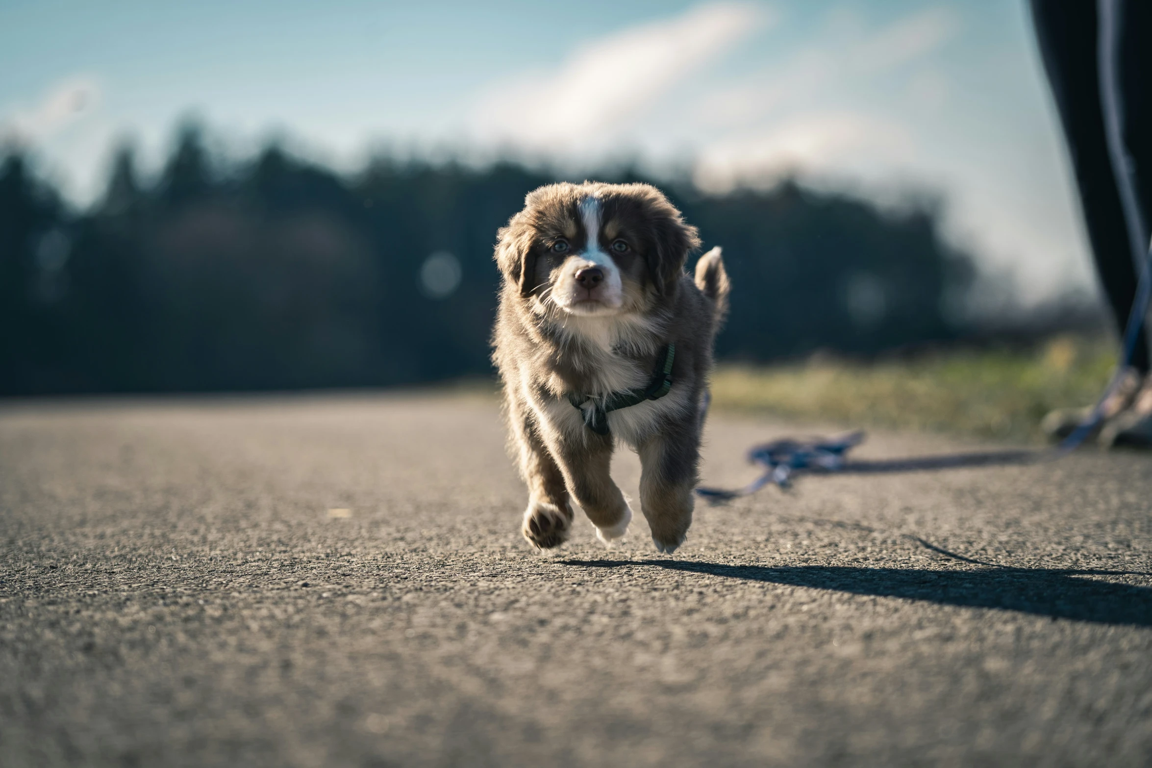 dog chasing a person on a road