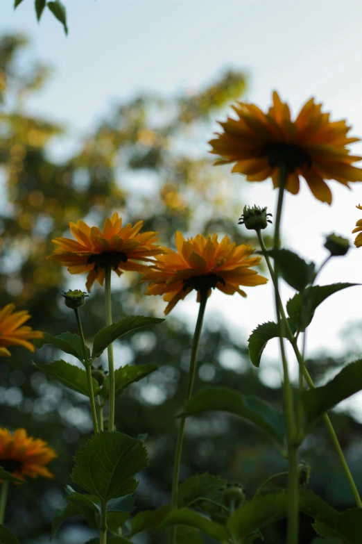 a group of flowers stand in the background