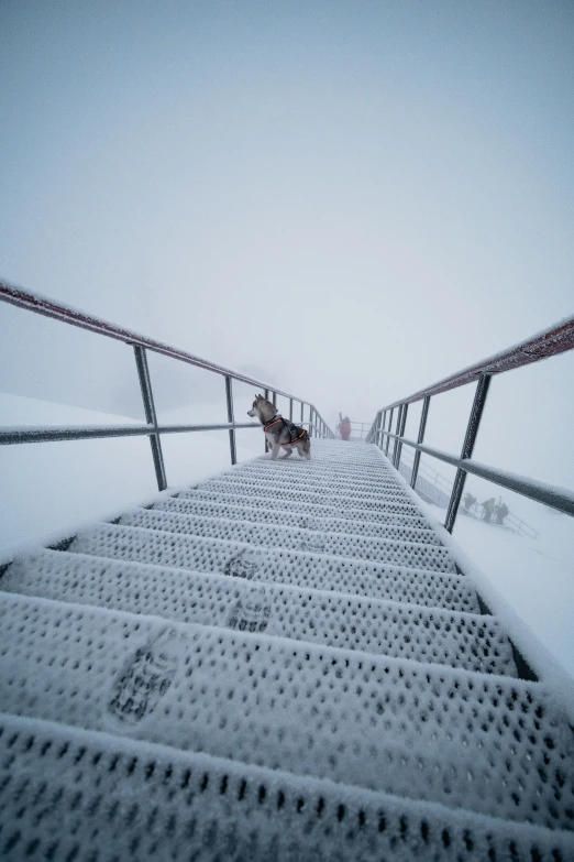 an animal on a metal stairs covered in snow