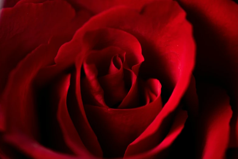 a red rose is shown with water droplets