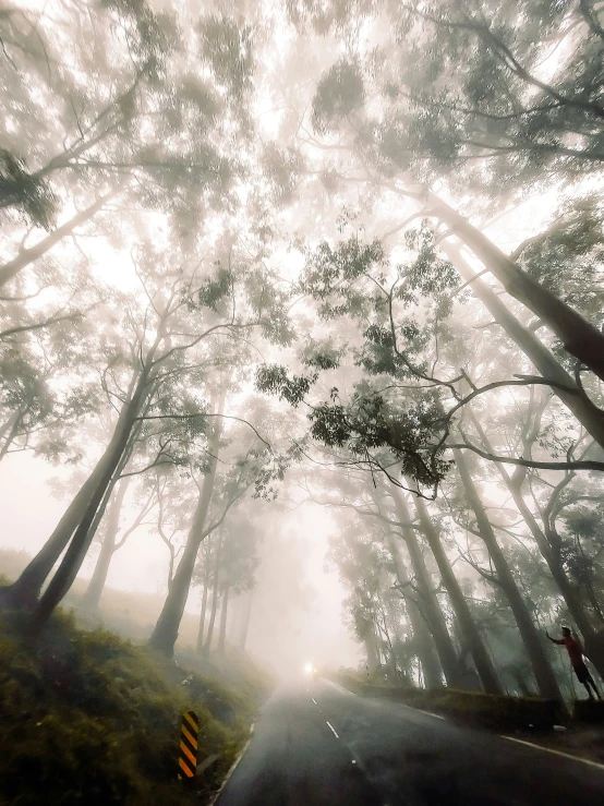 this is a road and trees with fog in the distance