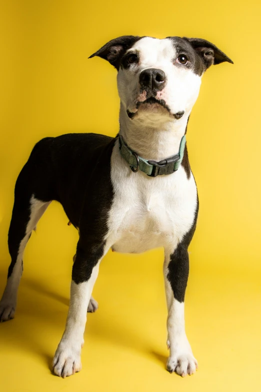 a small black and white dog poses for the camera