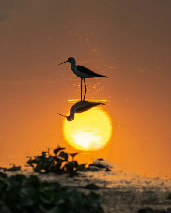 two birds standing on top of a body of water at sunset