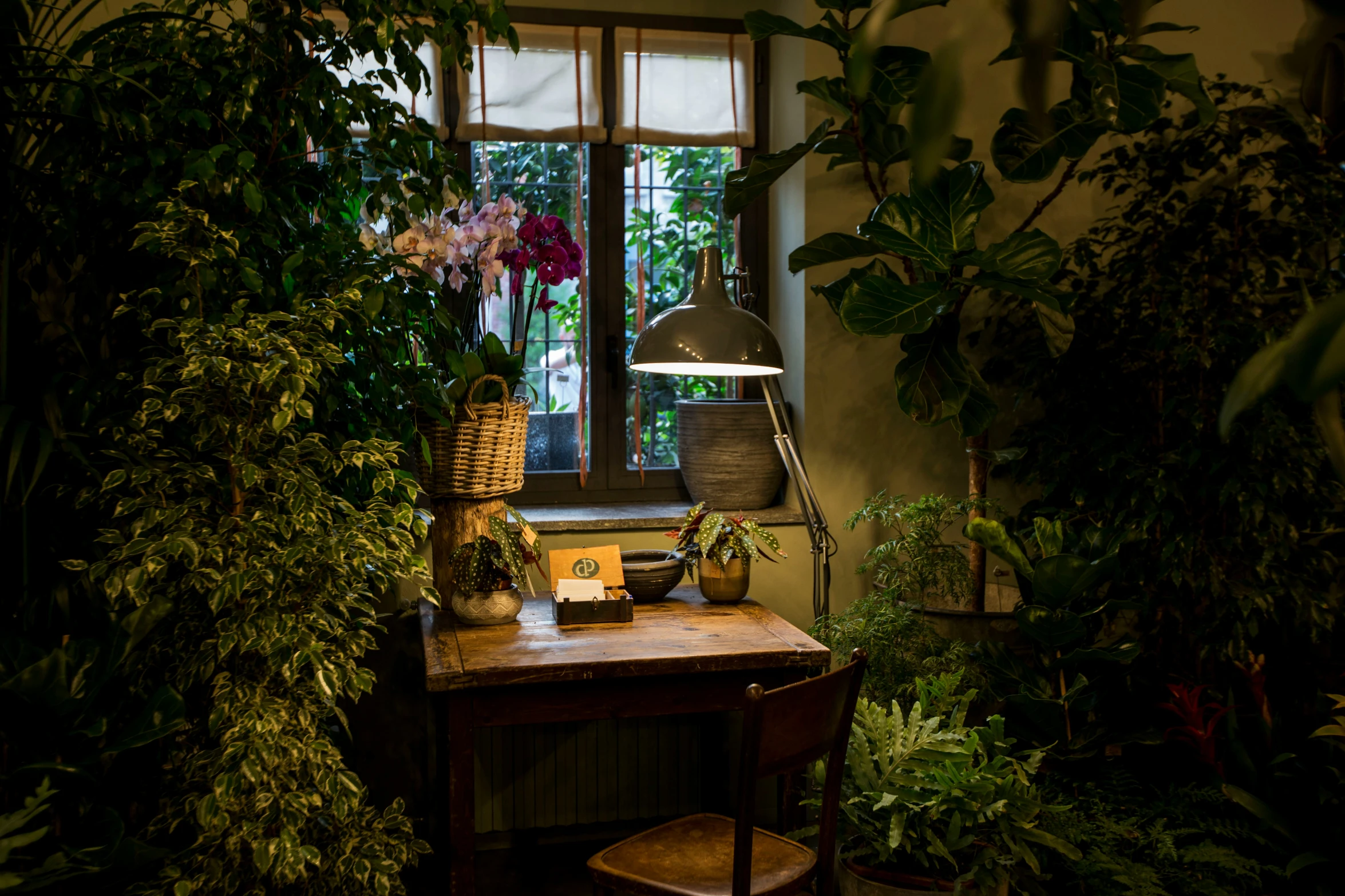 a desk is surrounded by plants and lights