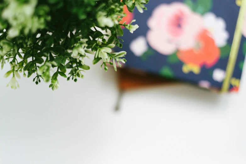 a small potted plant and some blue fabric