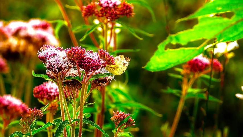 small yellow erfly on purple flower in an open field