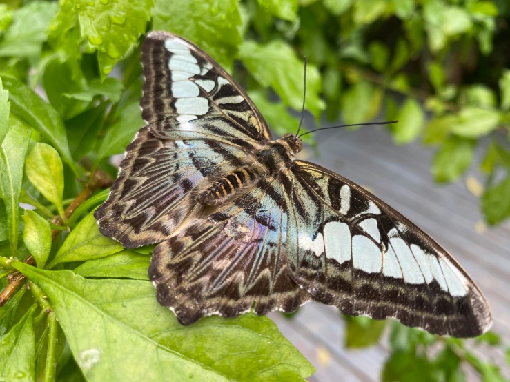 this is a picture of a erfly on leaves