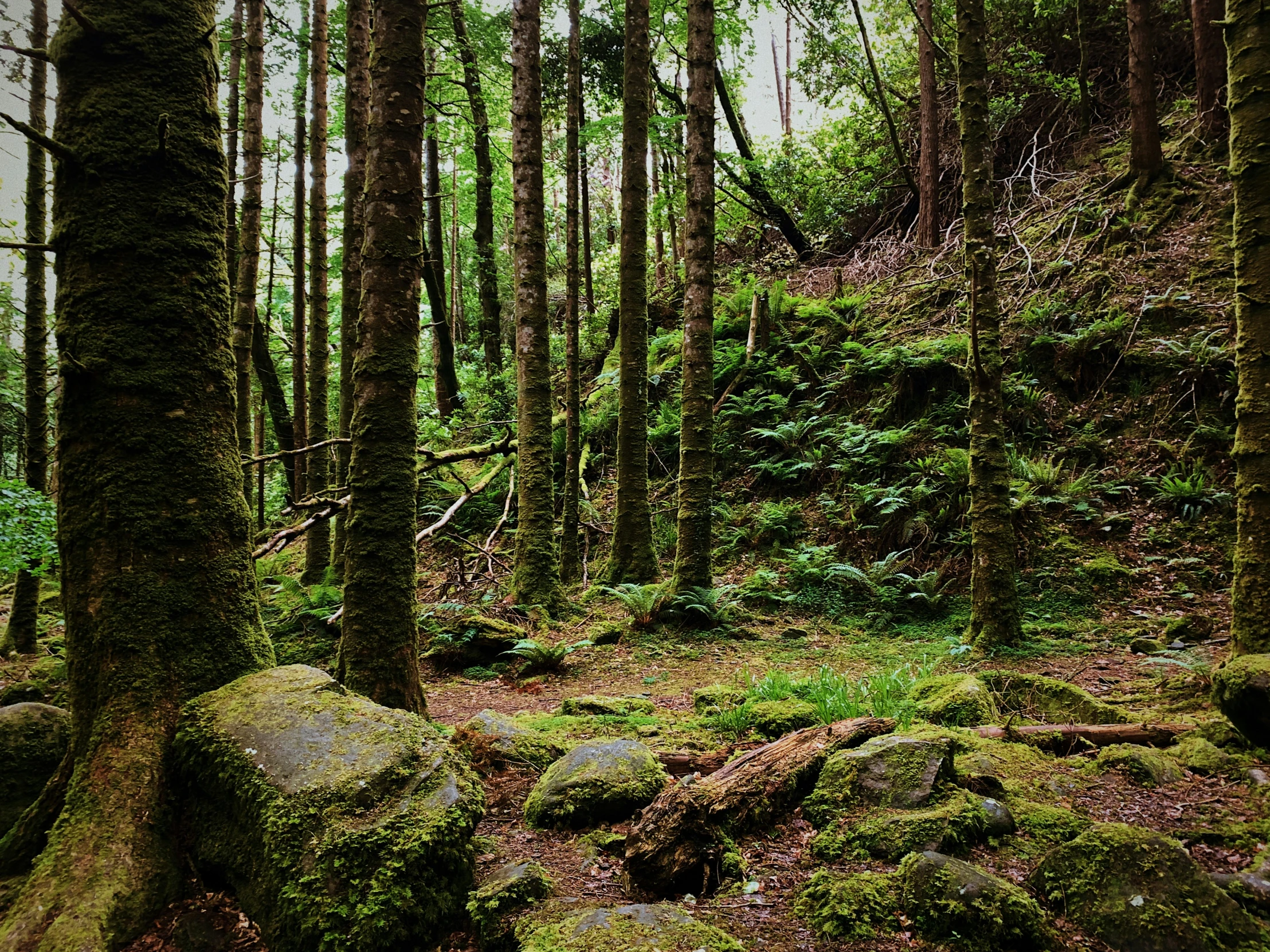 a forest that has rocks covered in moss