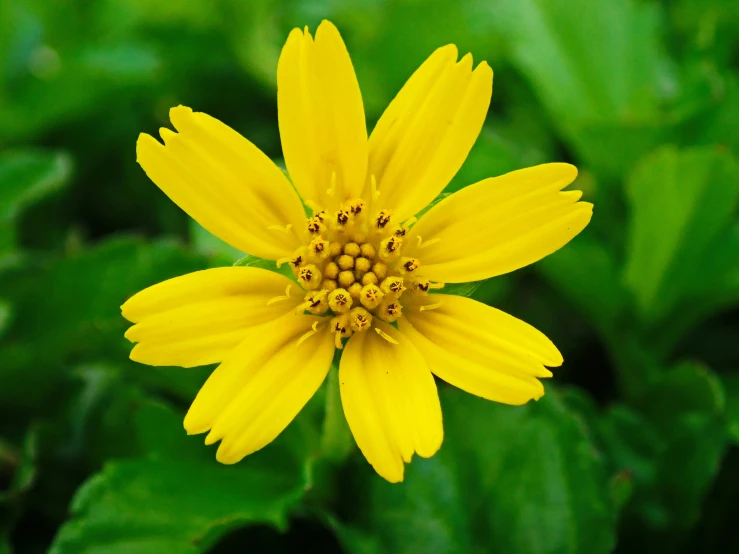 yellow flower with green leaves growing on the ground