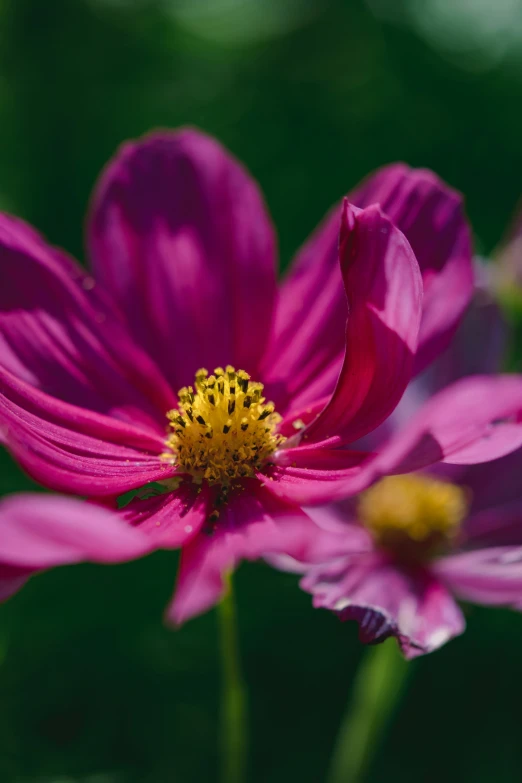 the large purple flower is next to the small yellow flower