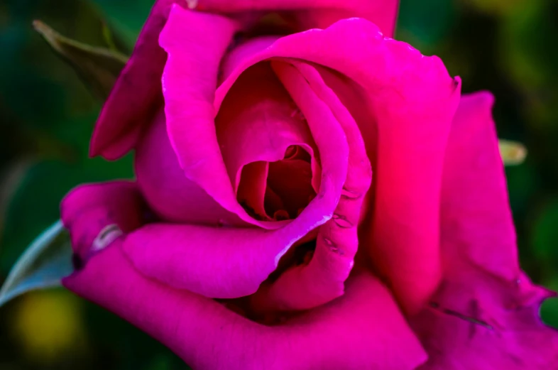 a close up view of the center part of a rose