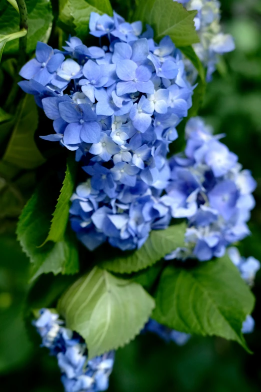 the blue flowers are growing in the field