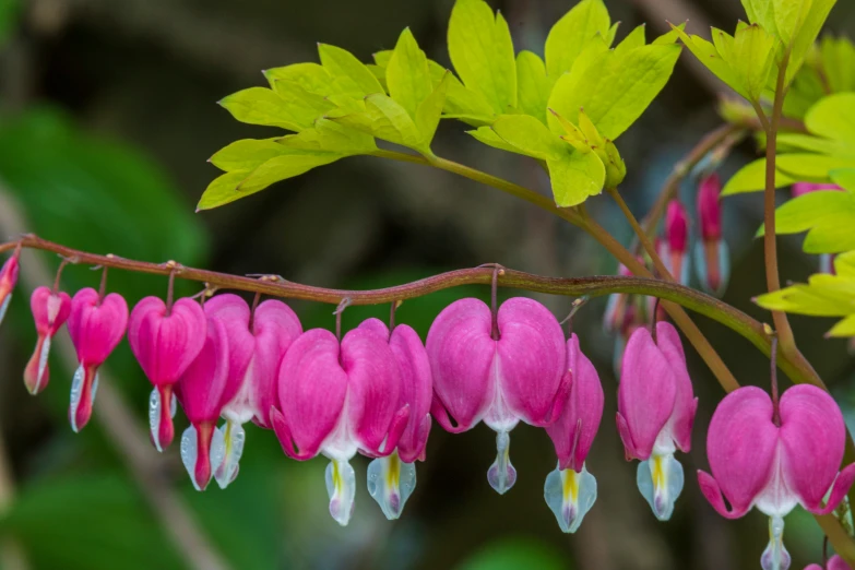 a nch with lots of pink flowers hanging from it