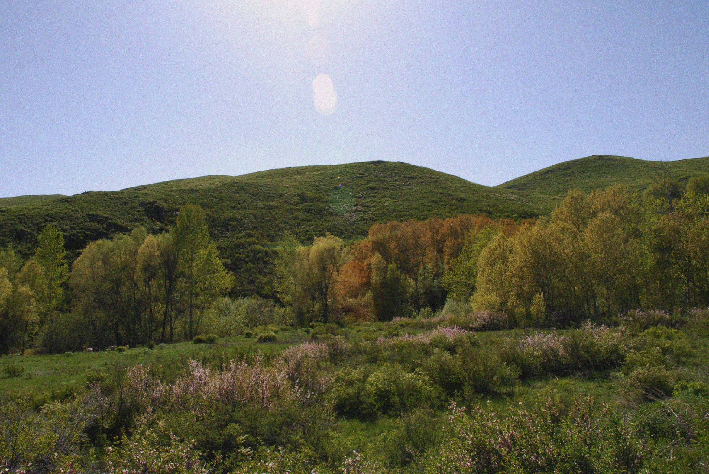 the field is full of tall trees on a hill