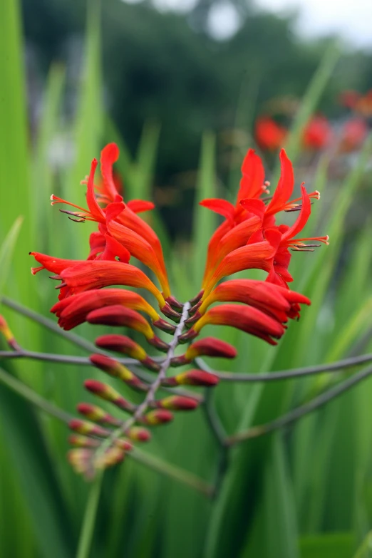 a red flower growing next to green grass