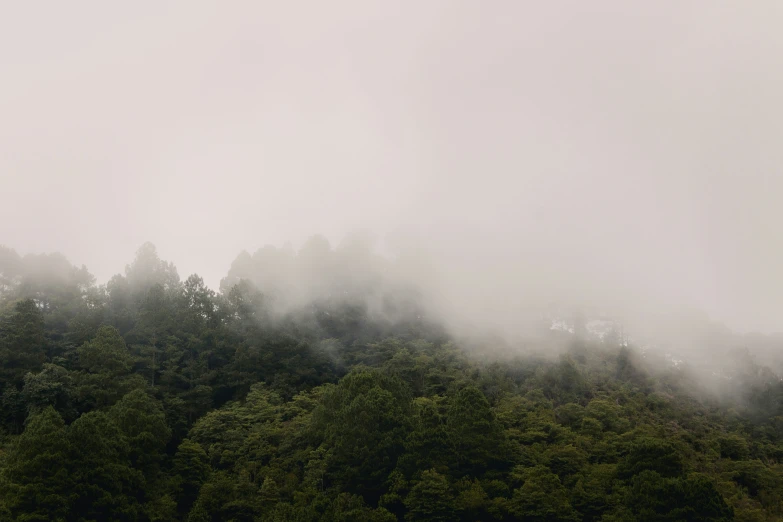 thick fog shrouded forest with a few trees