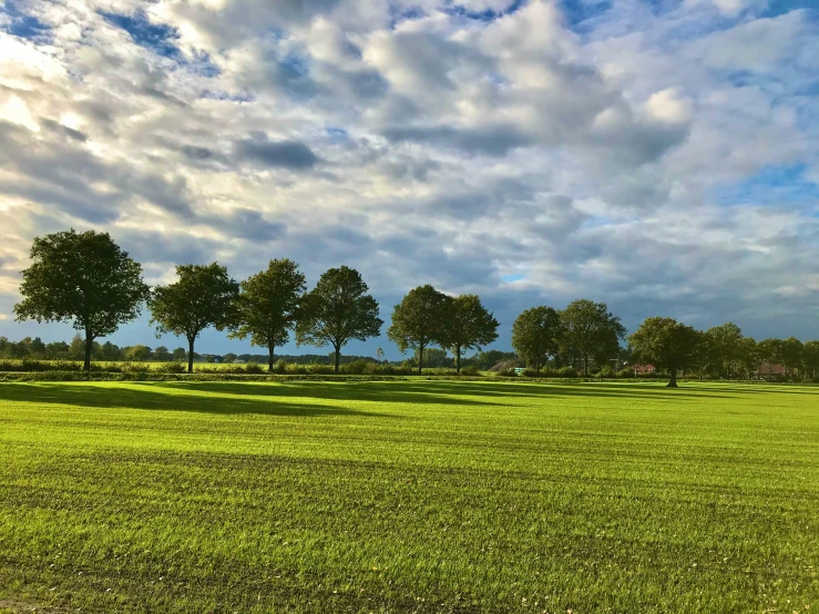 the trees are next to the green field