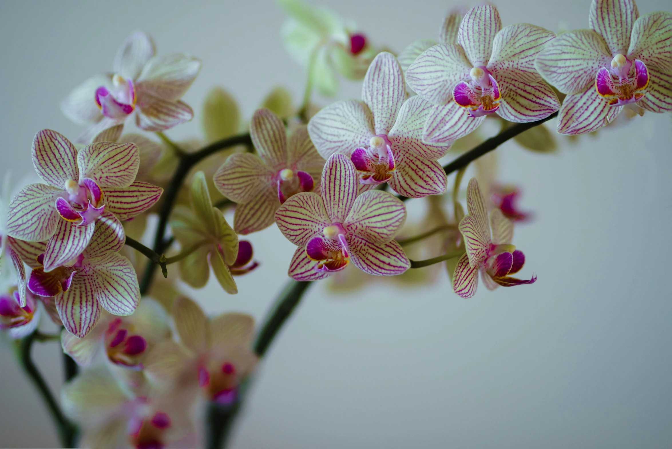 some pink and yellow flowers in a vase