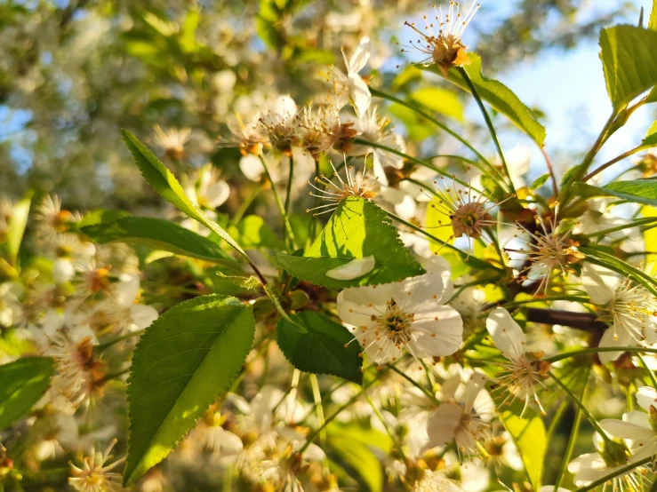 a white flower growing on a tree nch